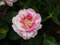 P1110856_600_450.webp