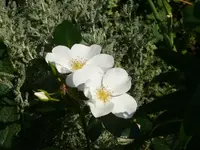 P1110863_600_450.webp