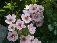 P1110909_600_450.webp