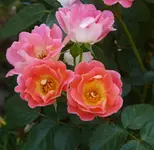 P1110915_600_588.webp