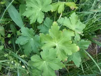HPIM5072.webp