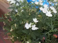 HPIM5074.webp