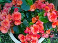 begonien.webp