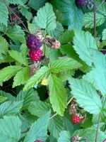 brombeeren.webp