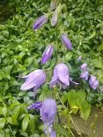 glockenblume.webp