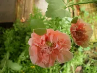 mohn.webp