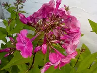 phlox.webp
