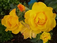 rose_orangeade.webp