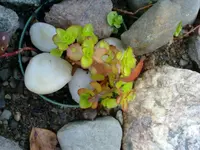 steinpflanze.webp