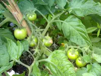 tomaten.webp
