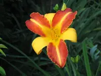 Taglilie 2009 (2).webp