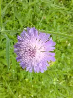 wildblume.webp