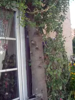 DSCI0086.webp