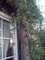 DSCI0089.webp