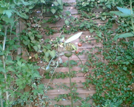 der Grashüpfer 3.webp