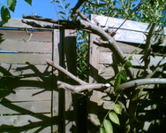 Sturmschaden durch Blauregen.webp