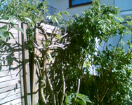 zurückgeschnittener Blauregen 2.webp