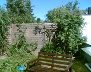 zurückgeschnittener Blauregen 3.webp