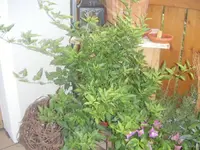 DSCF6712.webp