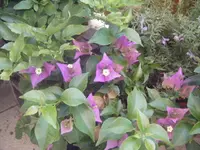 DSCF6713.webp