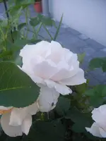 DSCF6715.webp