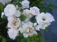 DSCF6716.webp