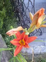 DSCF6717.webp