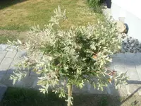 DSCF6719.webp