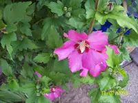 100_1838.webp