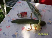 100_1847.webp