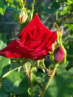 SDC11485.webp