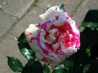 SDC11590.webp