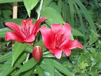 SDC11652.webp