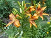 SDC11687.webp