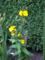 SDC11665.webp