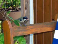 SDC11693.webp