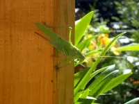 SDC11771.webp