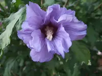 hibiskus.webp