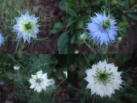 jungfer.webp