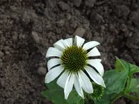 sonnenhut weiss.webp