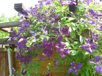 006.webp