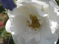003.webp