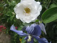 009.webp
