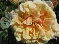 004.webp