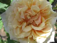 001.webp