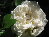 020.webp