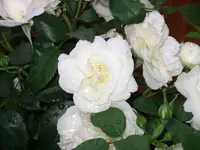 IMGP0115.webp
