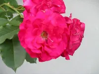 IMGP0119.webp