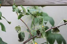 2010_07 Birne_01.webp