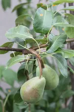 2010_07 Birne_02.webp